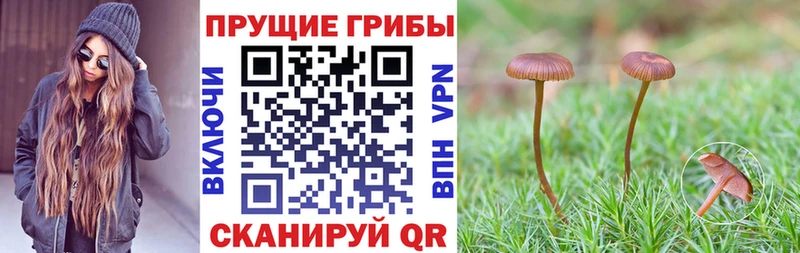 Купить  Суоярви  Псилоцибиновые грибы Psilocybine cubensis 